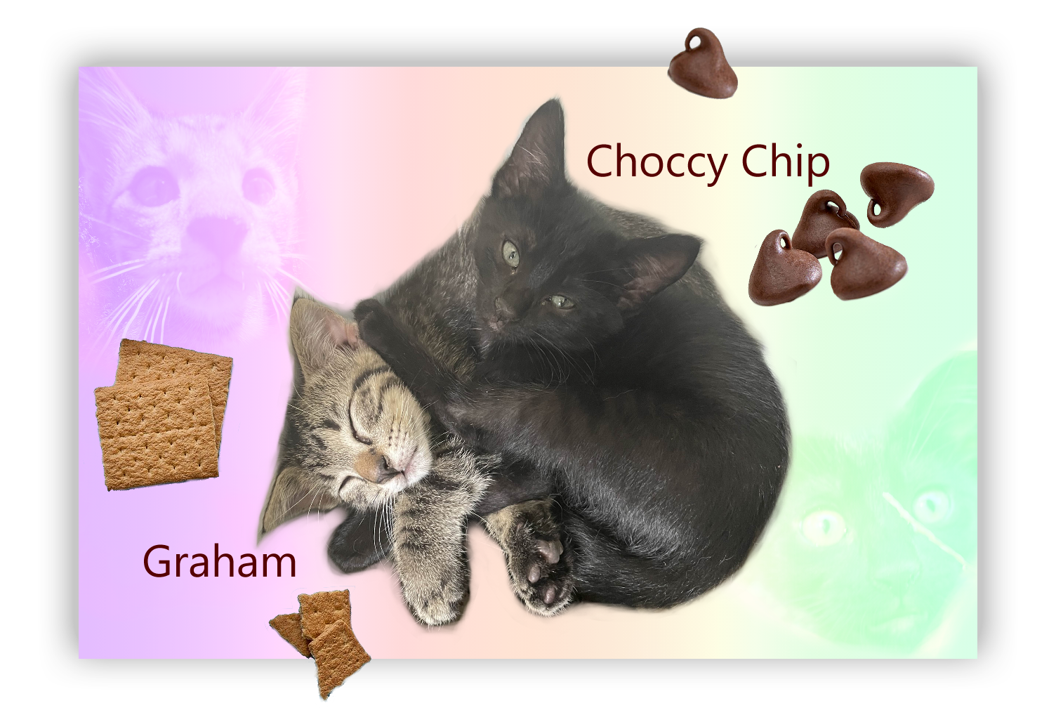 A black kitten looks shyly at the camera while lying directly on top of her brother, a grey-brown tabby who is asleep. They are labeled Choccy Chip and Graham, respectively. There are images of chocolate chips and graham crackers strewn about the image.