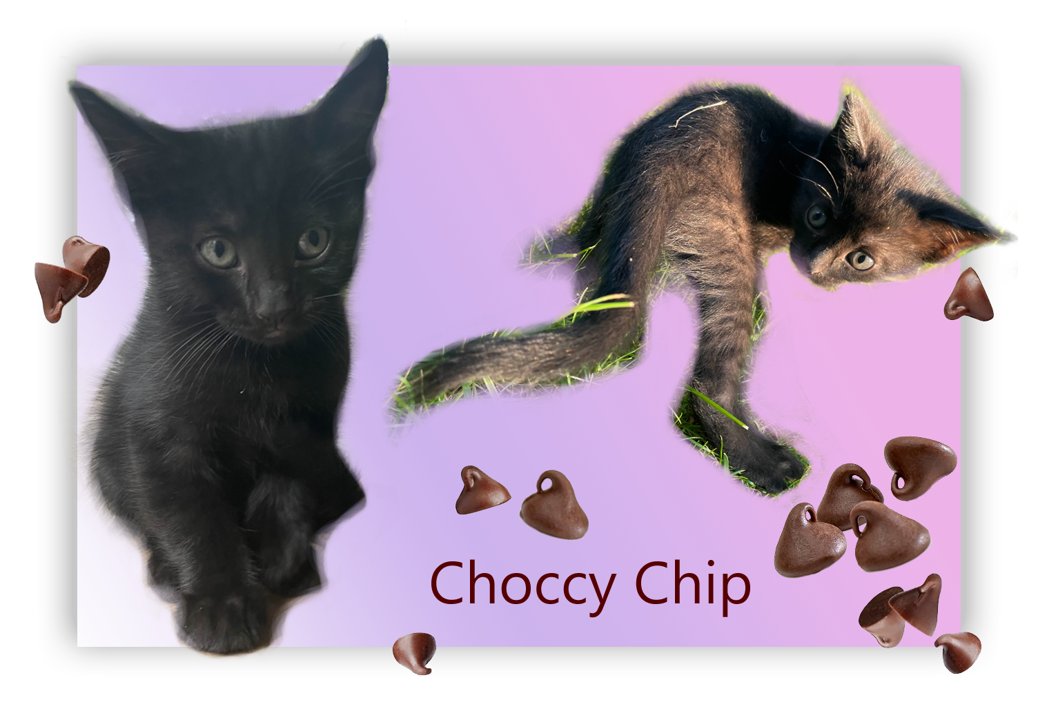 Choccy Chip. A tiny black kitten. The first photo is her sitting shyly, the second is her in the grass turning to see her own tail as if she's surprised by it. Chocolate chips are sprinkled across the image.