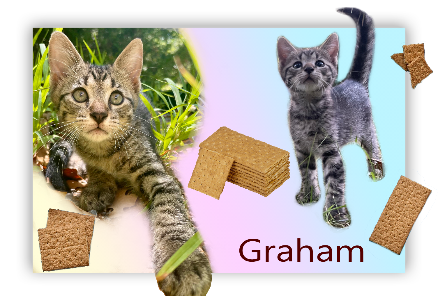 Graham. A grey-brown tabby kitten is crawling through the grass with a curious look on his face. The second photo is him standing tall looking at the camera with interest. There are graham cracker pieces sprinkled across the image.