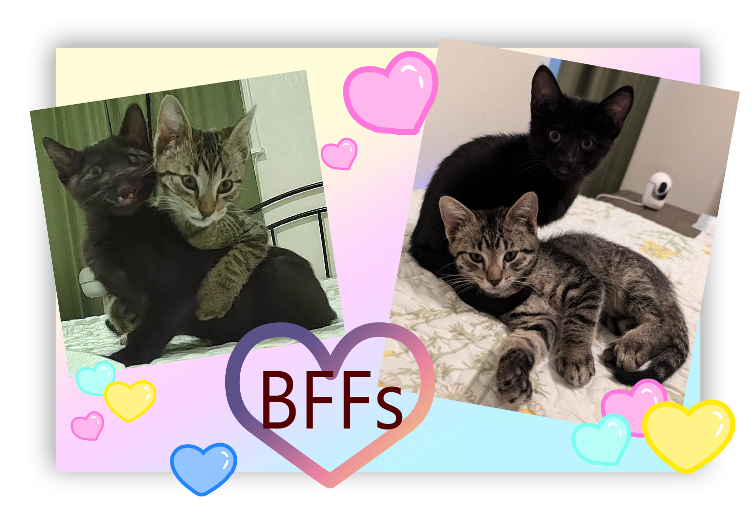 Two separate photos of the kittens. In the first photo, Choccy Chip has her mouth open in surprise as Graham comes up behind her and seems to be hugging her. The second photo is them cuddling. Hearts are sprinkled around the image with a large one that says BFFs.