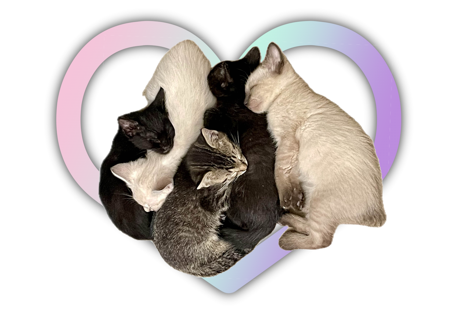 a heart shape with five kittens sleeping in a pile.