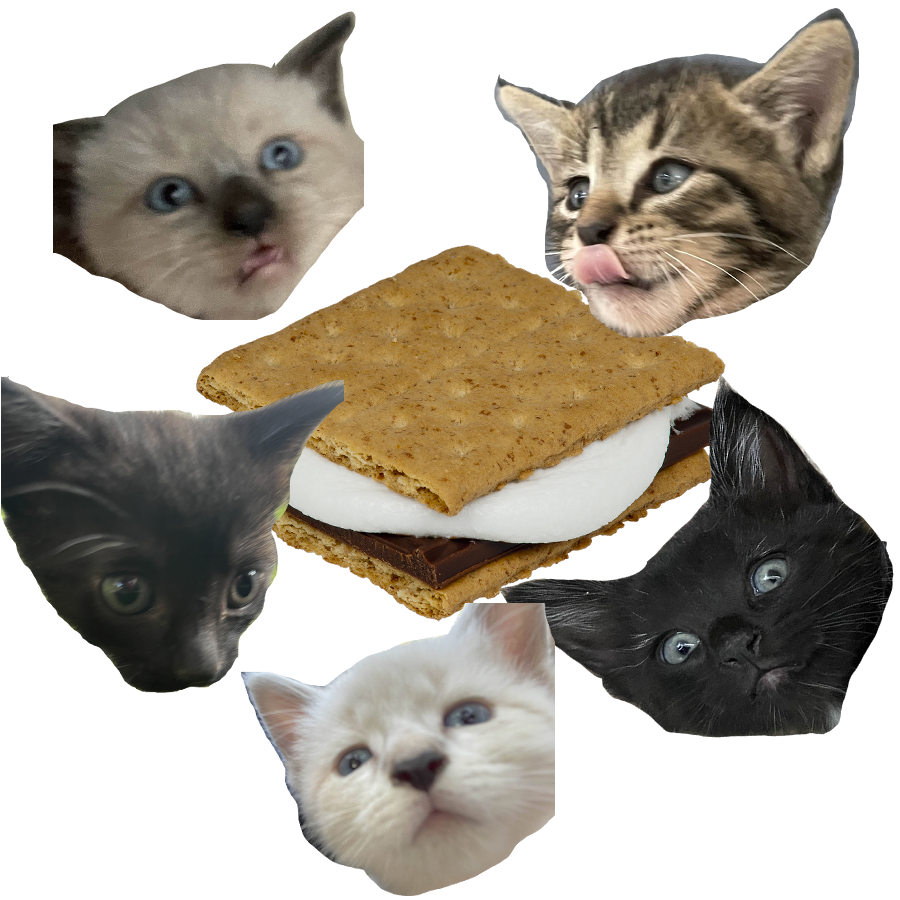 a s'more with cutouts of the kittens' head floating around it.